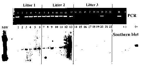 A single figure which represents the drawing illustrating the invention.